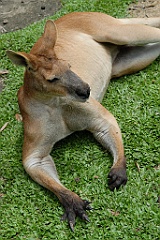 0790 Wildlife Habitat Port Douglas
